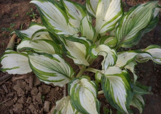 1630498474231512.jpg image.jpg