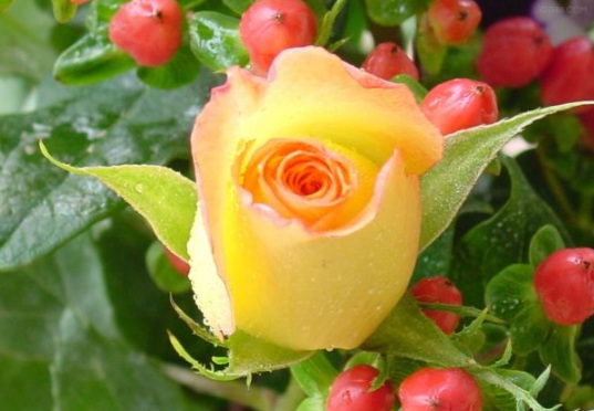 1630500037281970.jpg image.jpg