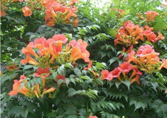 1630500417422727.jpg image.jpg