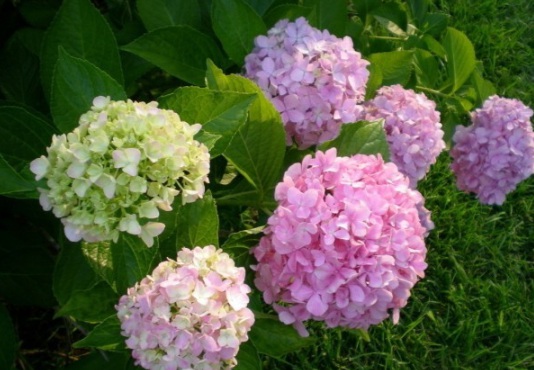 1630500505887829.jpg image.jpg