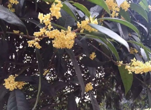 1630500650121071.jpg image.jpg