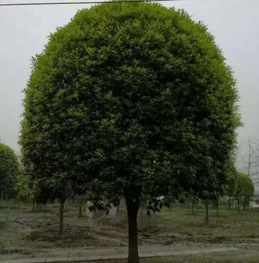 1630500674918344.jpg image.jpg