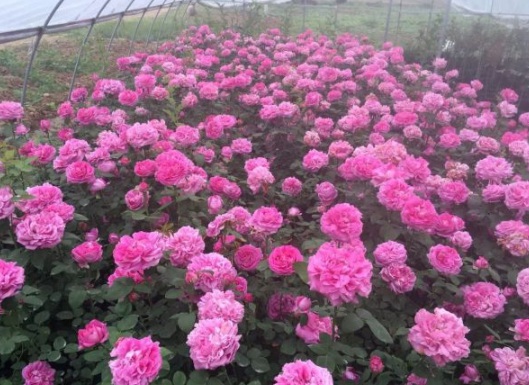 1630501929331928.jpg image.jpg