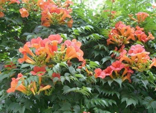 1630503471345353.jpg image.jpg