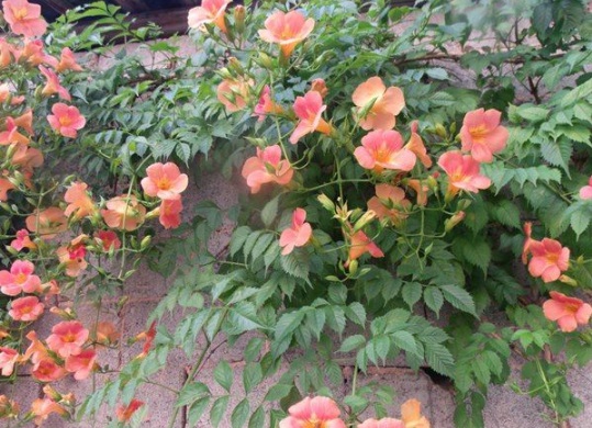 1630503483267212.jpg image.jpg