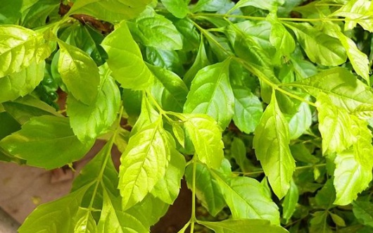 1630503818946986.jpg image.jpg