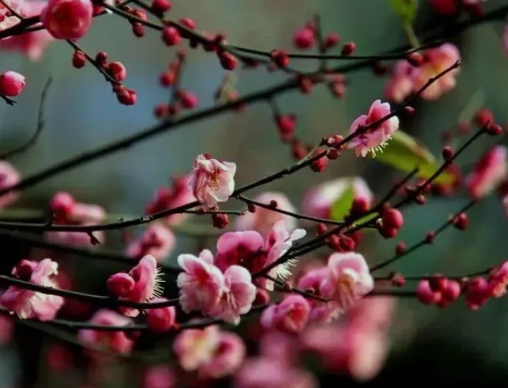 1630508122187654.jpg 梅花3.jpg