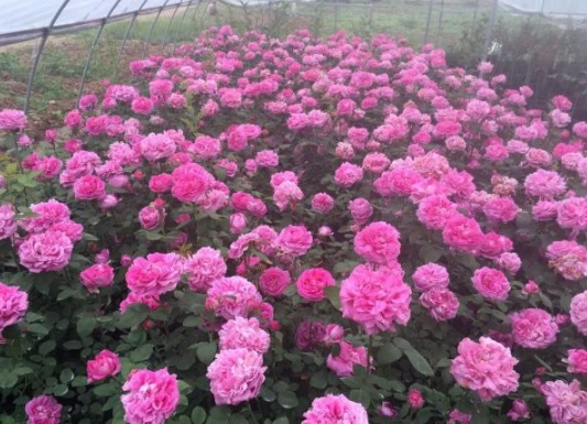 1630548117809609.jpg image.jpg