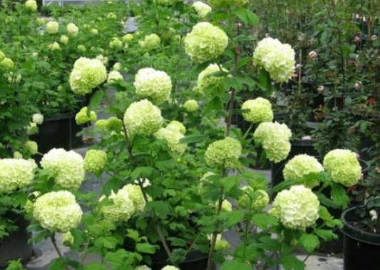 1630548380456056.jpg image.jpg