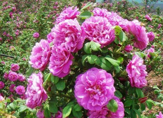 1630548691319666.jpg image.jpg