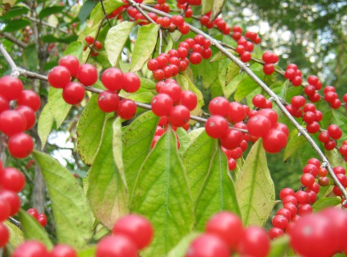 1630670647162660.jpg image.jpg