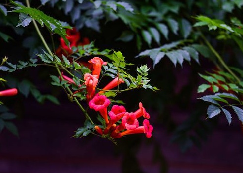 1630672932486949.jpg image.jpg