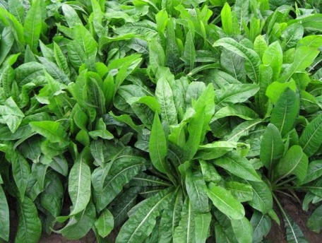 1630674860325153.jpg image.jpg