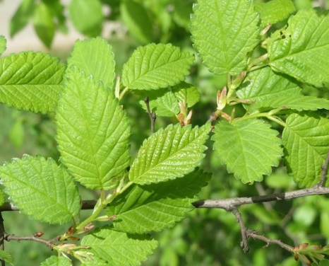 1630675119822756.jpg image.jpg