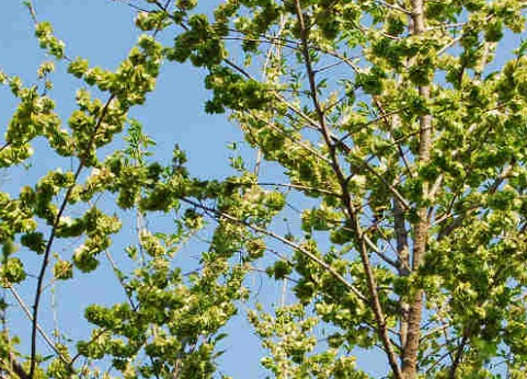 1630675130794491.jpg image.jpg