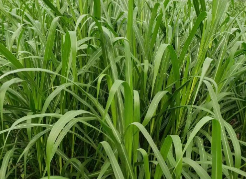 1630676036303645.jpg image.jpg