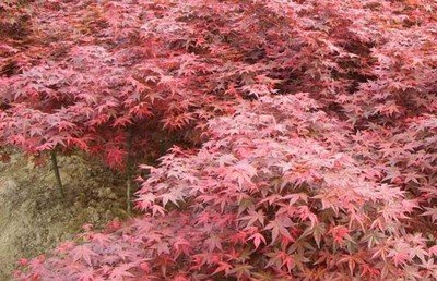 1630761408137947.jpg 1630761408137947.jpg