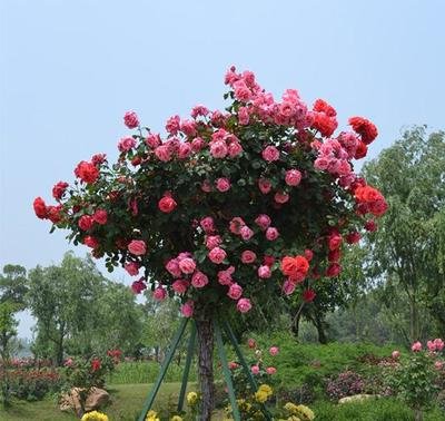 1630763382667574.jpg 1630763382667574.jpg