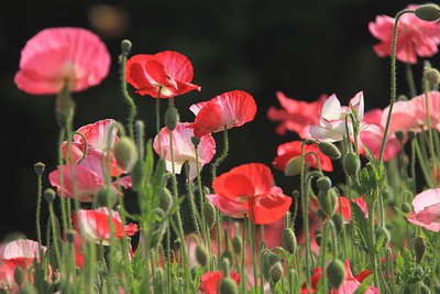 1630764829576708.jpg 1630764829576708.jpg