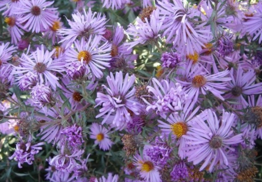 1630909131554094.jpg image.jpg