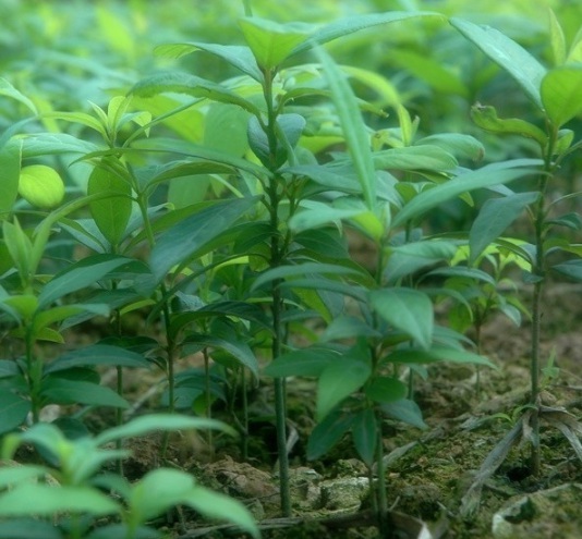 1630909864283012.jpg image.jpg