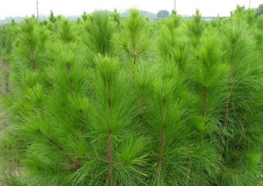 1630909941657127.jpg image.jpg