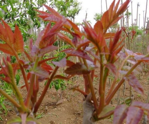 1630911818480777.jpg image.jpg