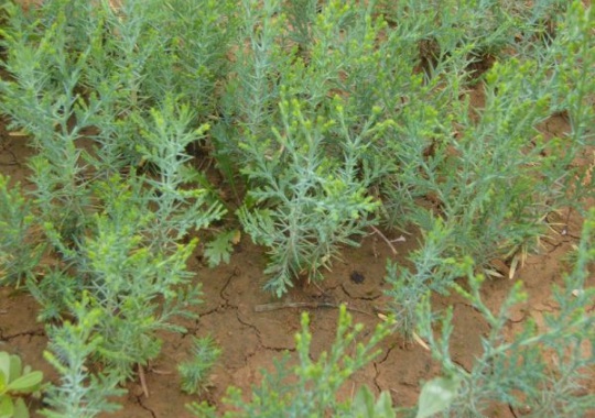 1630911924904591.jpg image.jpg