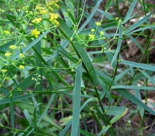 1630916708256747.jpg image.jpg