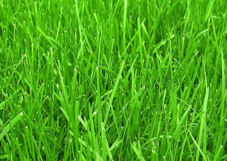 1630930204113490.jpg 草坪1.jpg