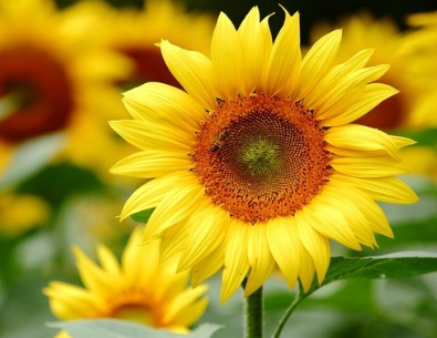 1631065265802415.jpg image.jpg