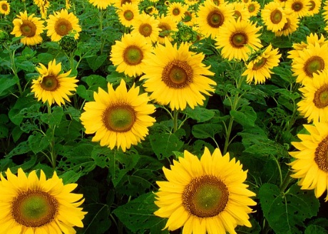 1631065276241497.jpg image.jpg