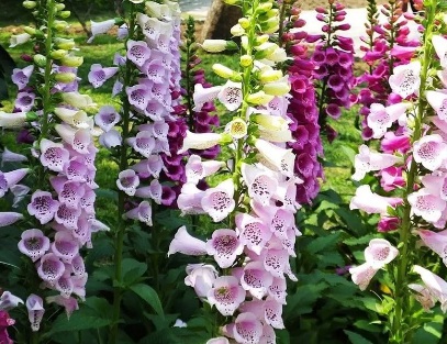 1631065753739287.jpg image.jpg