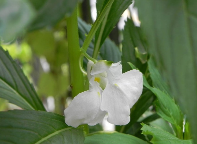 1631075857620235.jpg 1631075857620235.jpg