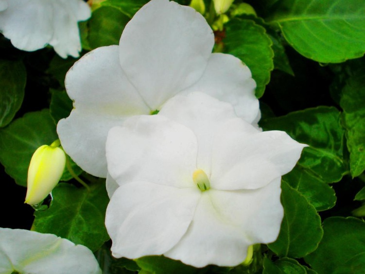 1631075857760575.jpg 1631075857760575.jpg