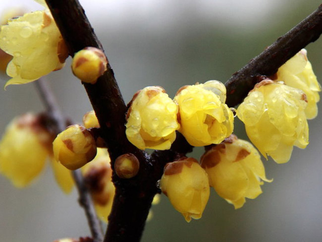 臘梅樹苗木 臘梅樹苗木