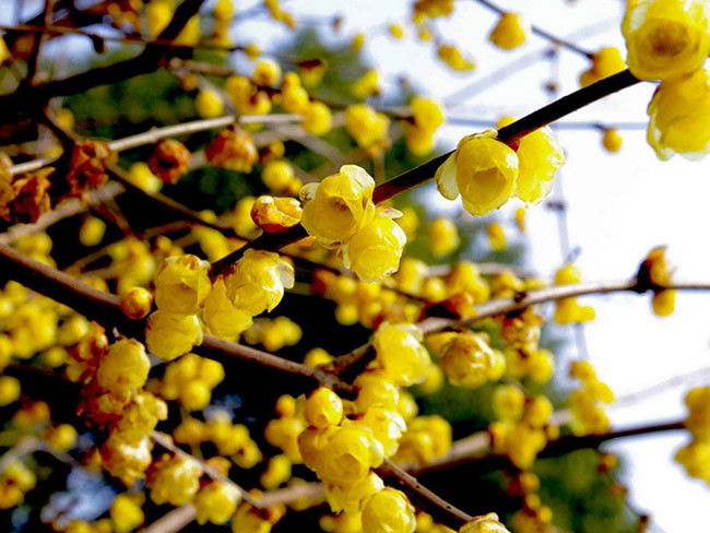 臘梅樹苗木 臘梅樹苗木