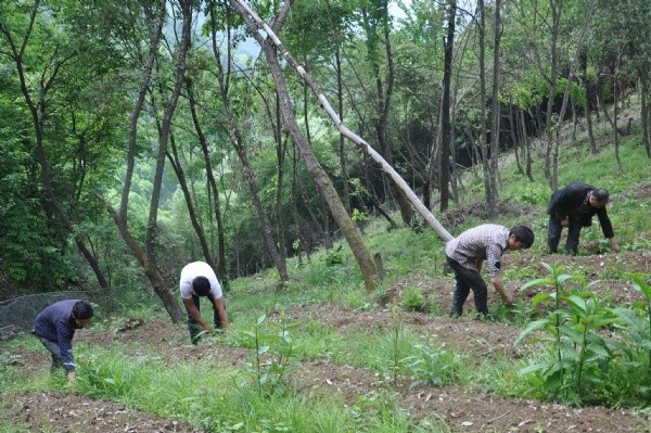 天麻種子發芽出苗圖片 天麻種子發芽出苗圖片