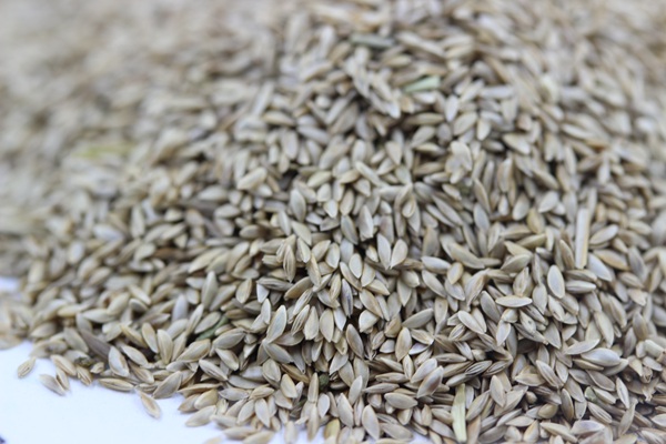 狗牙根種子 狗牙根種子