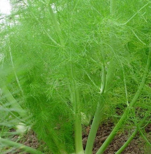 1631081535790475.jpg image.jpg