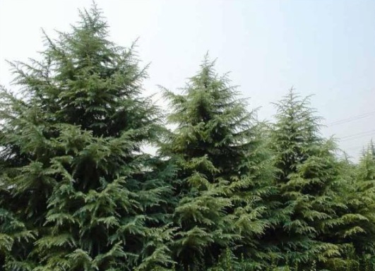 1631081773886462.jpg image.jpg