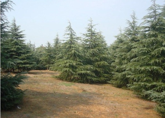 1631081787945754.jpg image.jpg