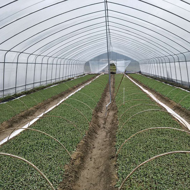 甜葉菊的主要成分與功效作用 甜葉菊的主要成分與功效作用