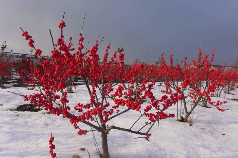 1631084824790022.jpg 1631084824790022.jpg