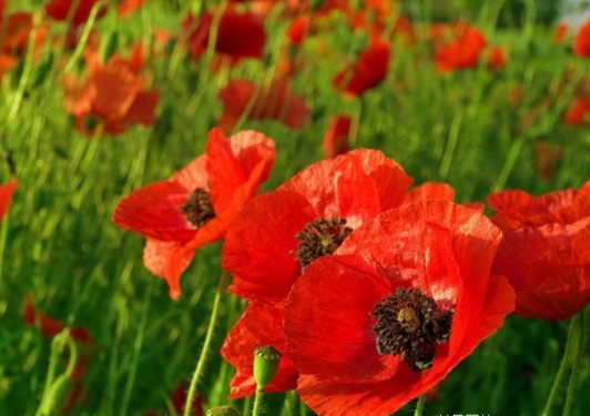 1631086188918485.jpg image.jpg