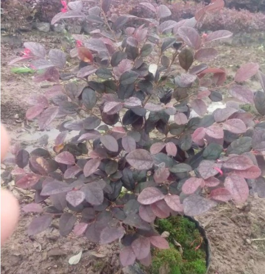 1631086477795005.jpg image.jpg