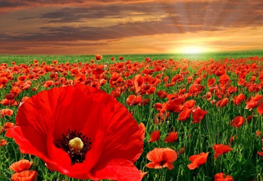 1631087545270224.jpg image.jpg