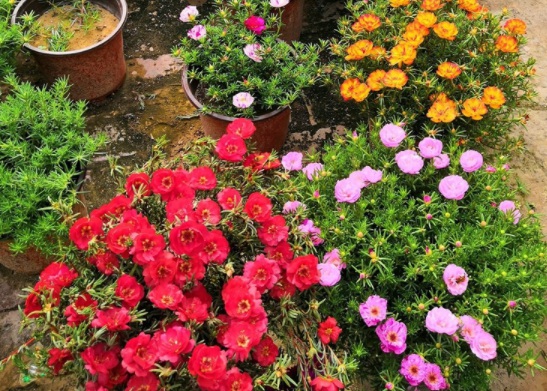 1631087821266877.jpg image.jpg