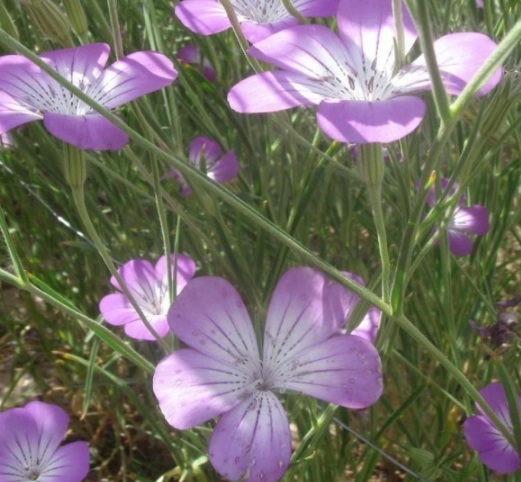 1631087879448160.jpg image.jpg