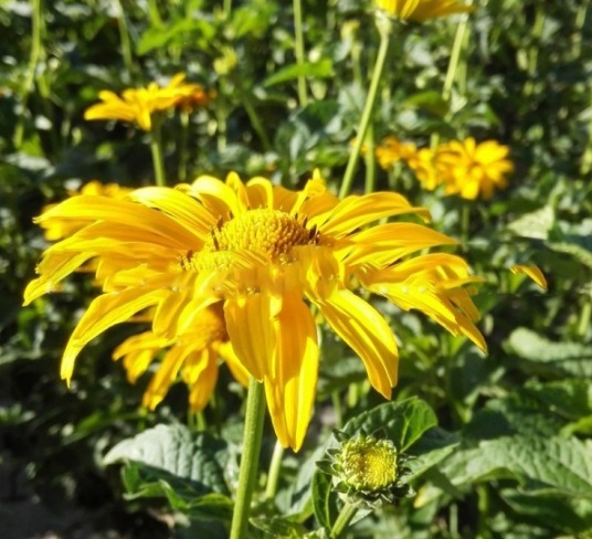 1631088368995535.jpg image.jpg